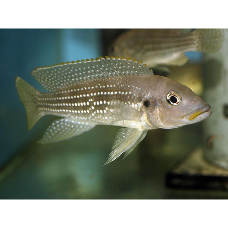 Lamprologus tetracanthus - imagine 5